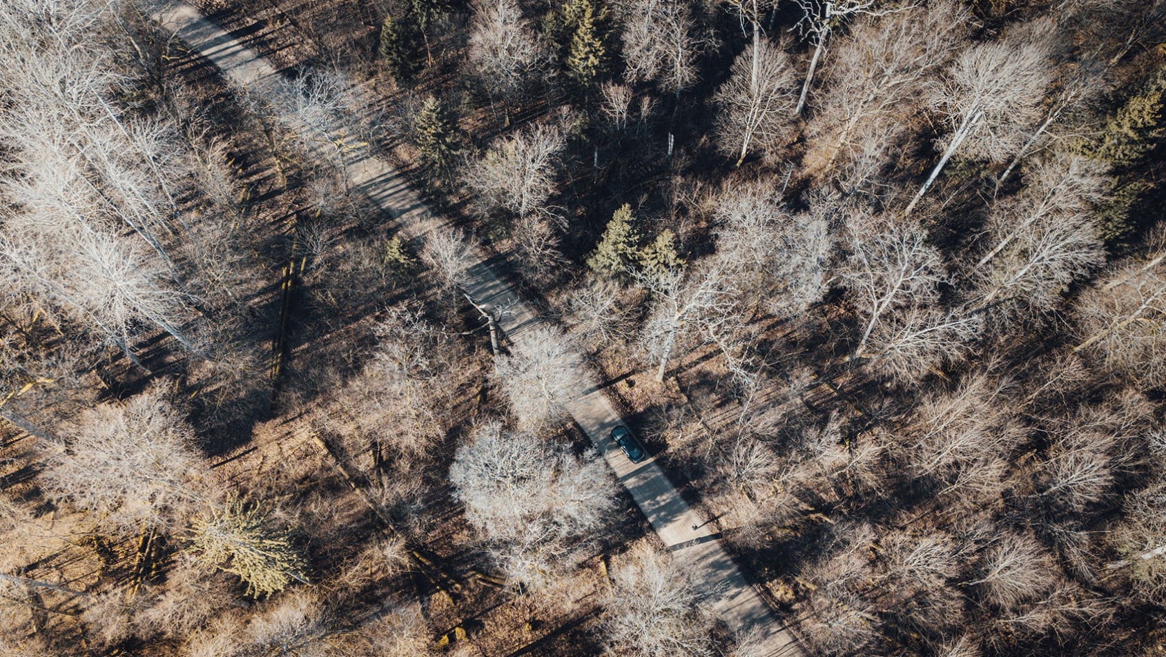Puszcza Białowieska - DJI Air 2
