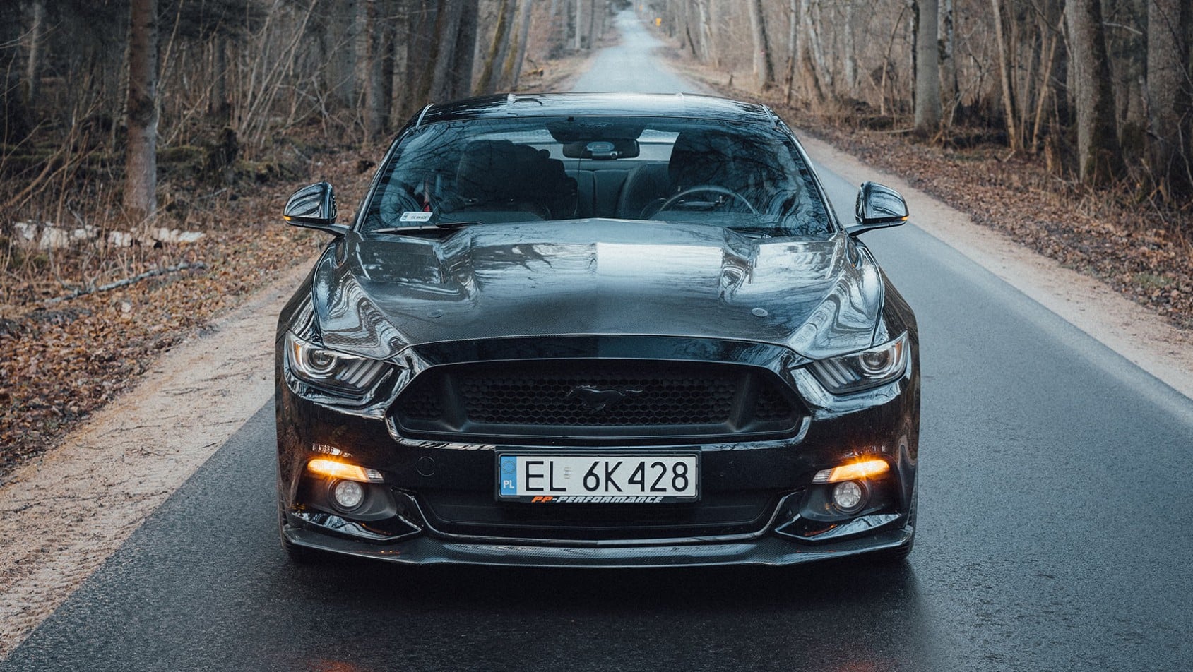 Puszcza Białowieska - Yokohama